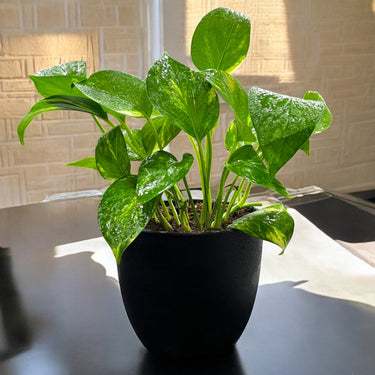 Epipremnum Plant (Golden pothos, Money plant, or Devil’s ivy)